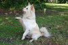 Mickie the American Eskimo