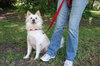 Mickie the American Eskimo