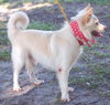 Mickie the American Eskimo