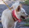 Mickie the American Eskimo
