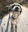 Meeko