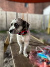 Meeko