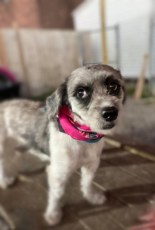 Meeko