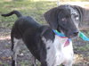 Brendan the Bi-Color Eyed Catahoula