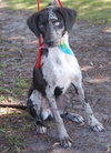 Brendan the Bi-Color Eyed Catahoula