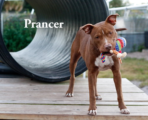 Prancer