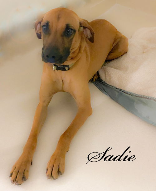 Sadie