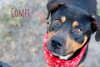 Comet