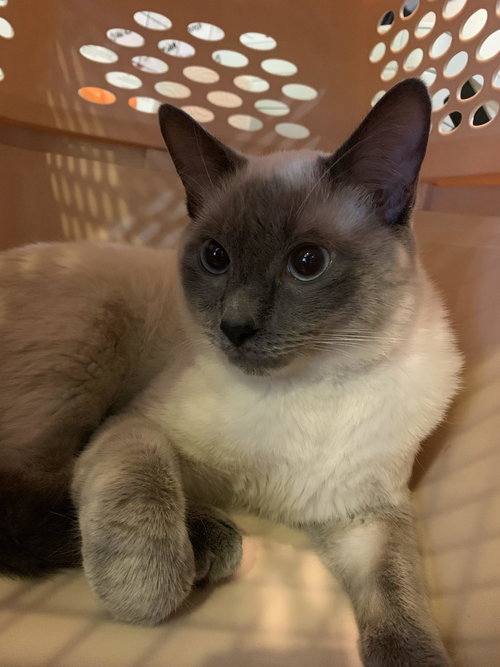 Caspian