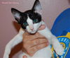 Sidney the Abandoned Kitten