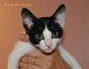 Sidney the Abandoned Kitten