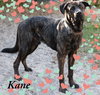 Kane
