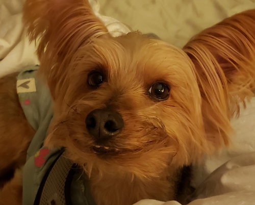 Bentley