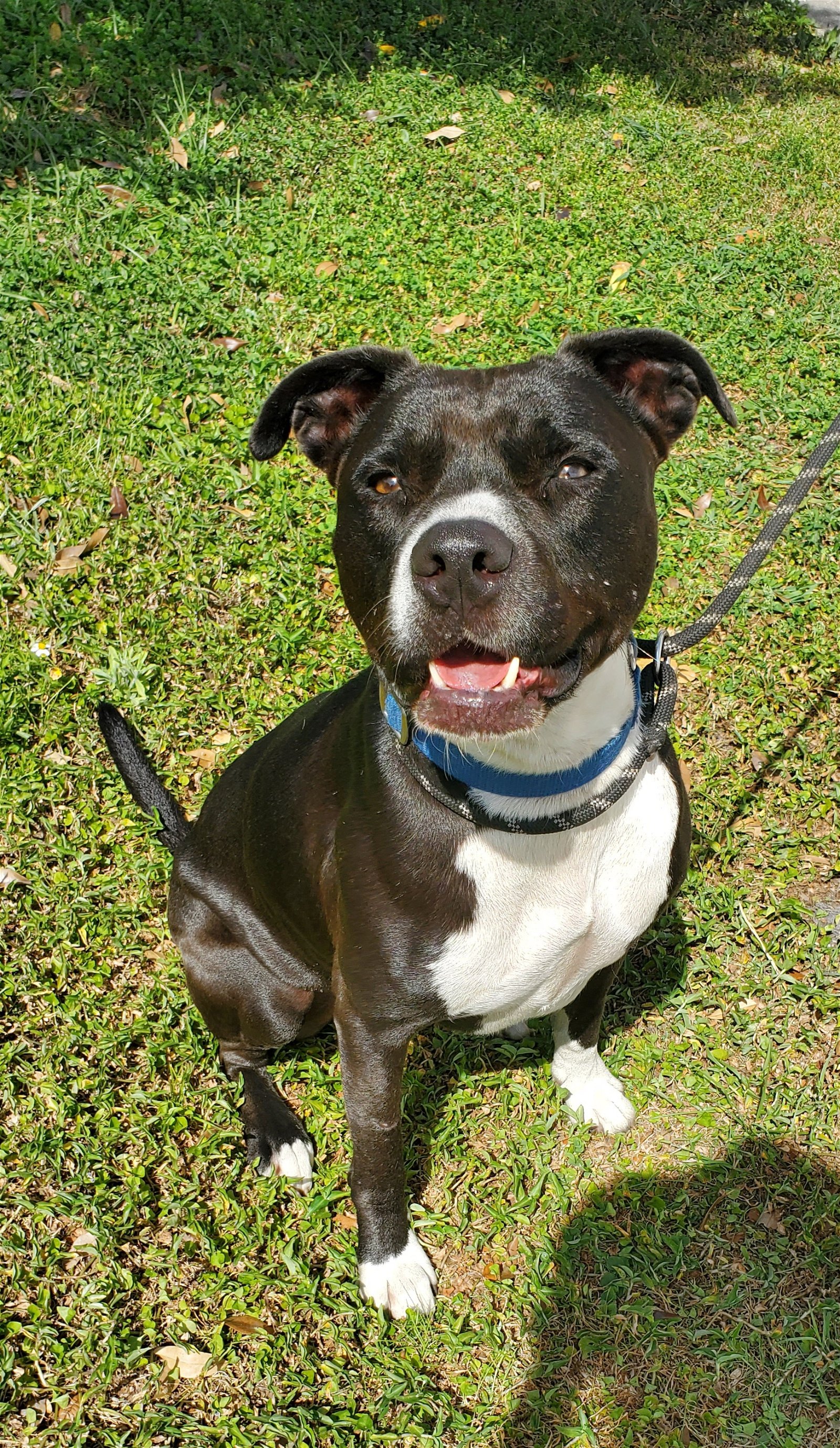 adoptable Dog in Sanford, FL named Bruce