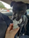 adoptable Dog in , FL named Bruce