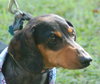 Dolly the Minature Dachshund