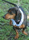 Dolly the Minature Dachshund