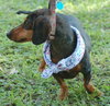 Dolly the Minature Dachshund