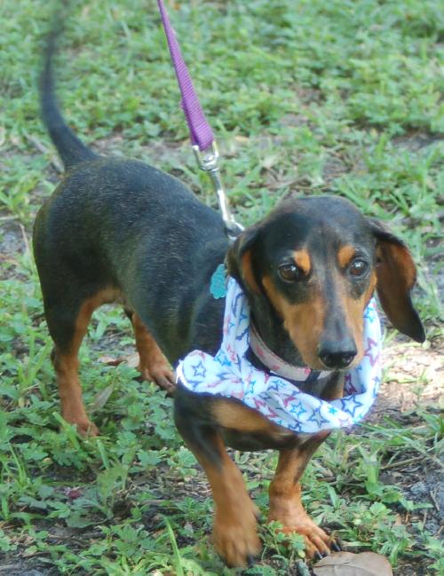 Dolly the Minature Dachshund