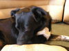 Mandy the Trained Border Collie ~ VIDEO