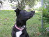 Mandy the Trained Border Collie ~ VIDEO
