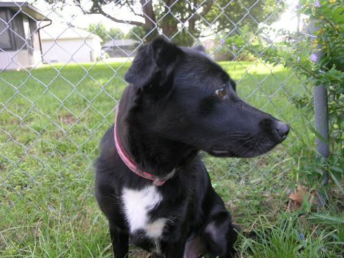 Mandy the Trained Border Collie ~ VIDEO
