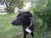 Mandy the Trained Border Collie ~ VIDEO