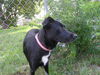 Mandy the Trained Border Collie ~ VIDEO