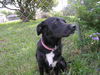 Mandy the Trained Border Collie ~ VIDEO