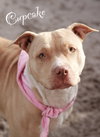 Cupcake *Bonded with Muffin*
