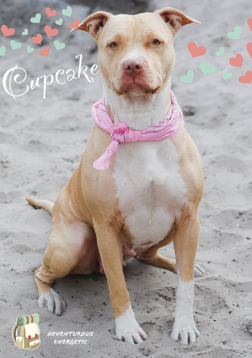 Cupcake *Bonded with Muffin*