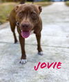 Jovie