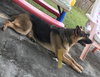 Chapo