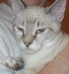 Ashley the Birman