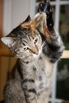 Montreal the Outgoing Tabby