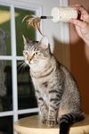 Montreal the Outgoing Tabby