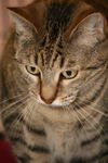 Montreal the Outgoing Tabby