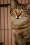 Montreal the Outgoing Tabby