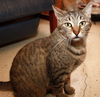 Montreal the Outgoing Tabby
