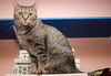 Montreal the Outgoing Tabby