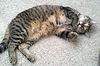 Montreal the Outgoing Tabby