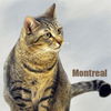Montreal the Outgoing Tabby