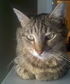 Montreal the Outgoing Tabby