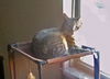 Montreal the Outgoing Tabby