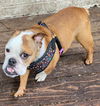Winnie