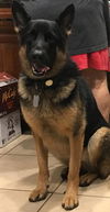 Maggie Mae