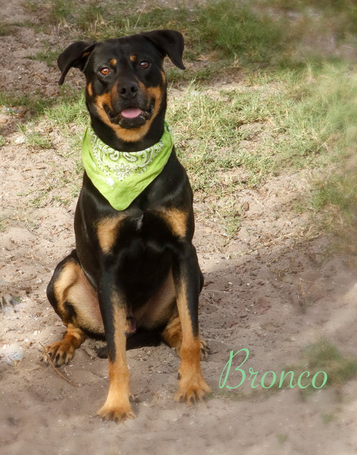 Bronco