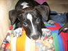 Winston the Puppy