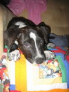 Winston the Puppy