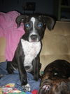 Winston the Puppy
